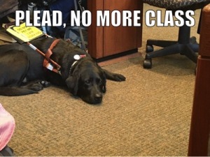 Mopsy lying at Jameyanne's feet in civil procedure class. Mopsy looks sad, and text above her head reads "Please: No More Class!"